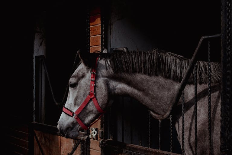 A horse is standing in a stable with a red bridle