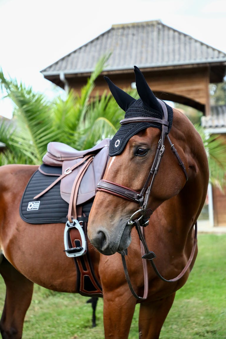 Buying an English saddle for the first time