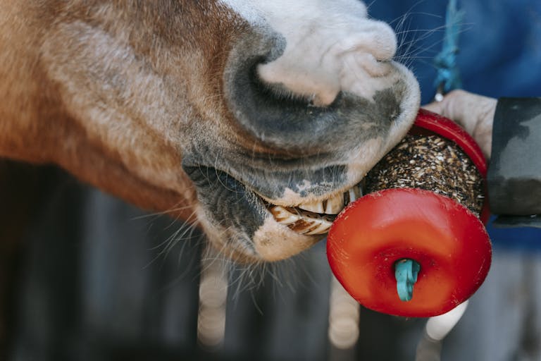 Horse Care Essentials: Tips for Maintaining Your Horse’s Health and Well-Being